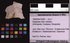 Foto (Objekt + Etiketten) von Decapoda indet. (lobster) (NHMW-GEO-1990-0041-0206)